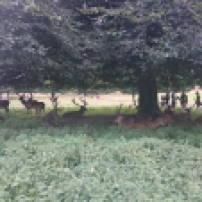 Herd of wild deer at Wollaton Hall, Nottingham, England