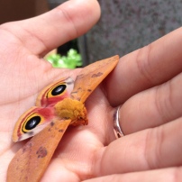 A stunning male io moth (Automeris io)