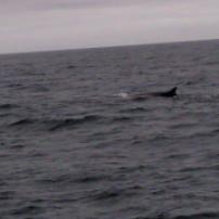 Finback whale off of the coast of Maine, US