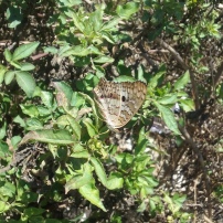 Local butterfly species known as the White Peacock (scientific name: Anartia jatrophae, order: Lepidoptera)