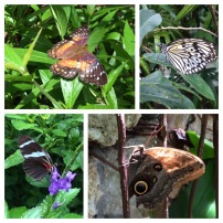 Wings of the Tropics exhibit at Fairchild Tropical Gardens! Featured [top left: painted lady, top right: the paper kite (or wood nymph butterfly), bottom left: Sara longwing, bottom right: tawny owl butterfly]