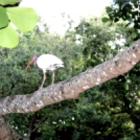 A mature Ibis traversing a branch. Photo taken by Alexandra Cruz